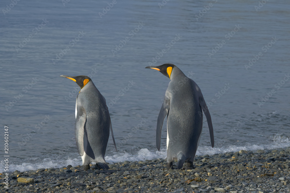 Naklejka premium King Penguins, South Georgia Island, Antarctic