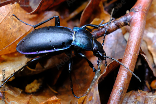 Czarny duży żuk - biegacz gładki (Carabus glabratus) photo