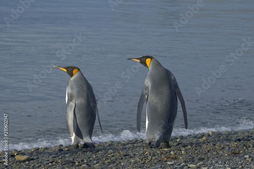 King Penguins  South Georgia Island  Antarctic