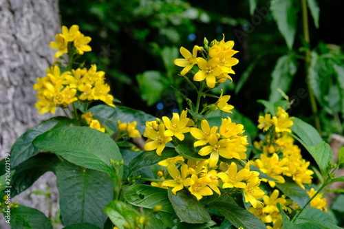 Tojeść pospolita (Lysimachia vulgaris) - żółty polny kwiat