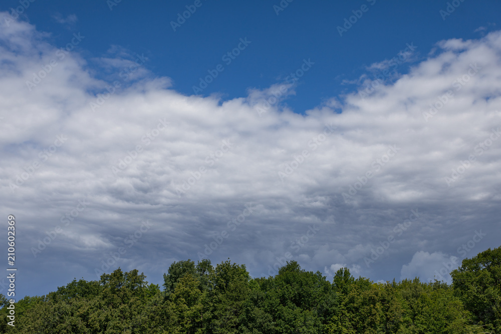 Landscape photo of the tops of a clump of trees