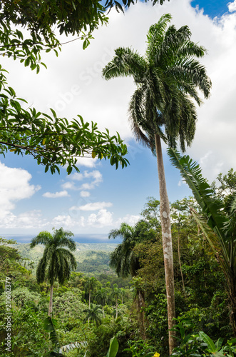 Canvas Print Cuban landscape with palm trees against blue sky seen from El Yunque, Baracoa