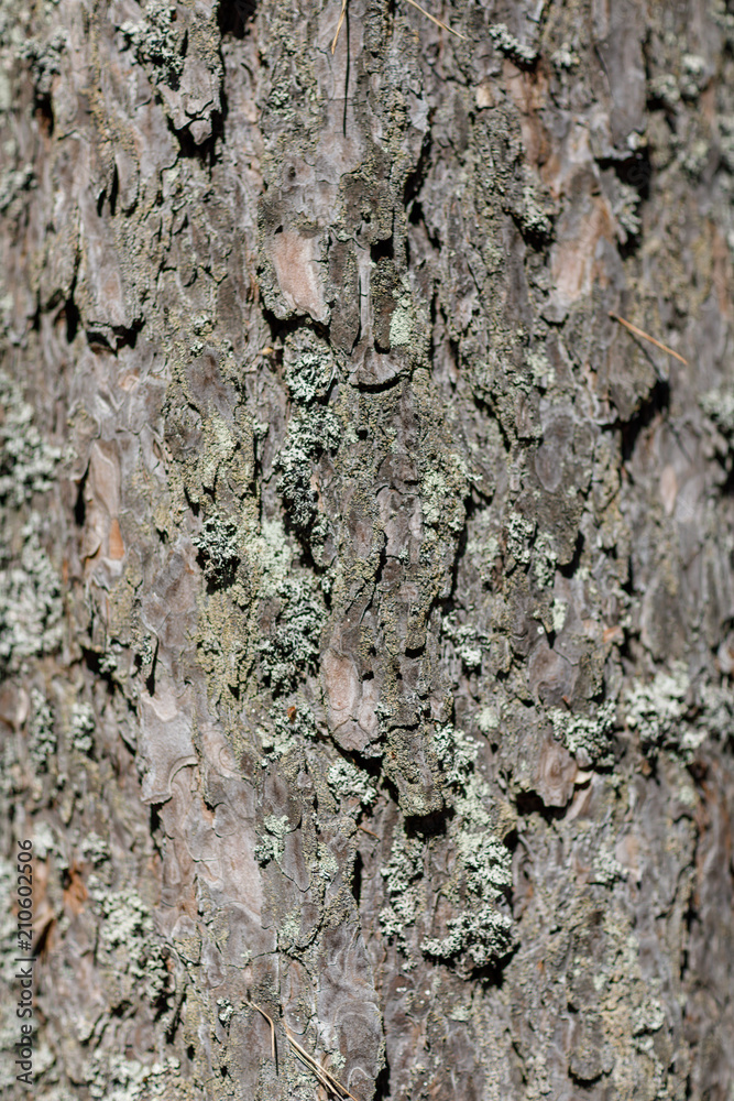 Tree bark texture background Tree bark texture background