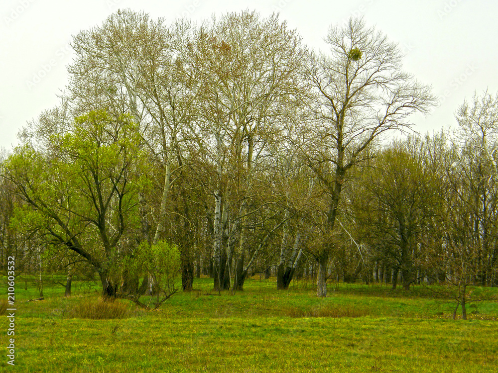 Obraz premium forest in early spring