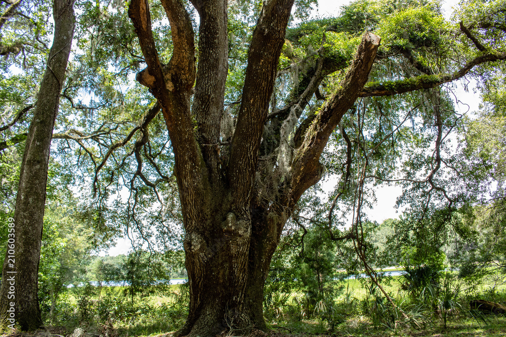 Fototapeta premium Withlacoochee State Forest