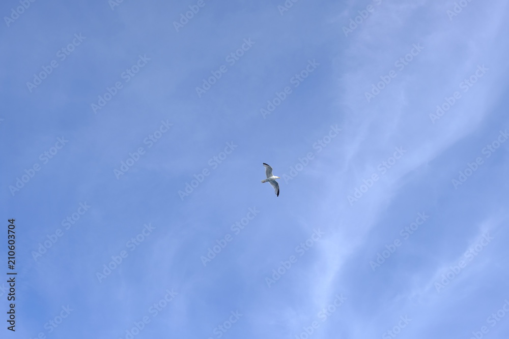 gull in the air