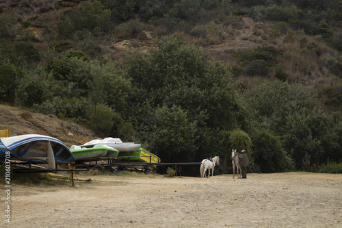 Paisaje con caballos photo