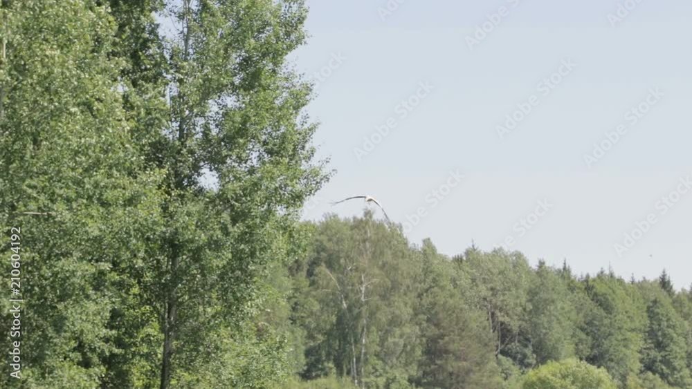 A white stork with black wings flies over a green forest, against a blue sky. In the yard Sunny summer weather, a little wind A white stork with black wings flies over a green forest, against a blue sky. In the yard Sunny summer weather, a little wind