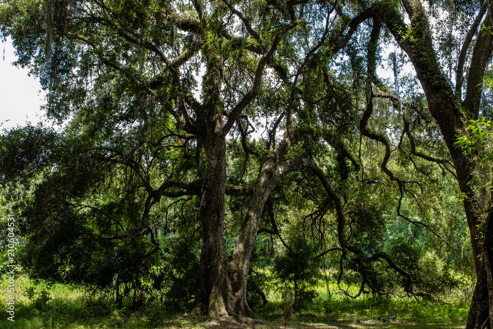 Withlacoochee State Forest