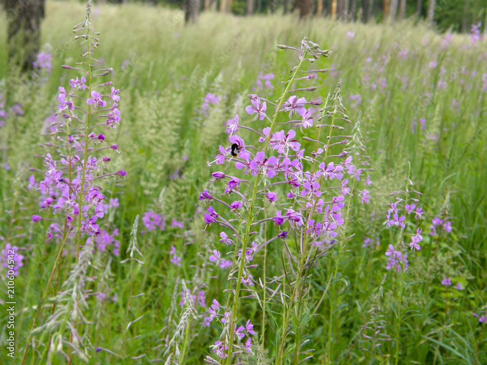 Naklejka premium Blooming Sally. flowering plants.