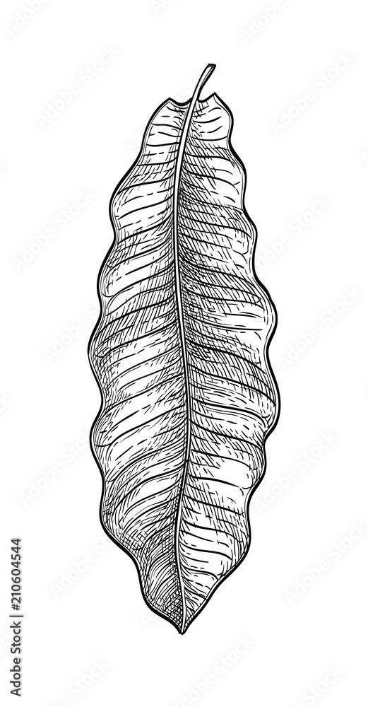 Ink sketch of brazil nut tree leaf. Stock Vector Adobe Stock