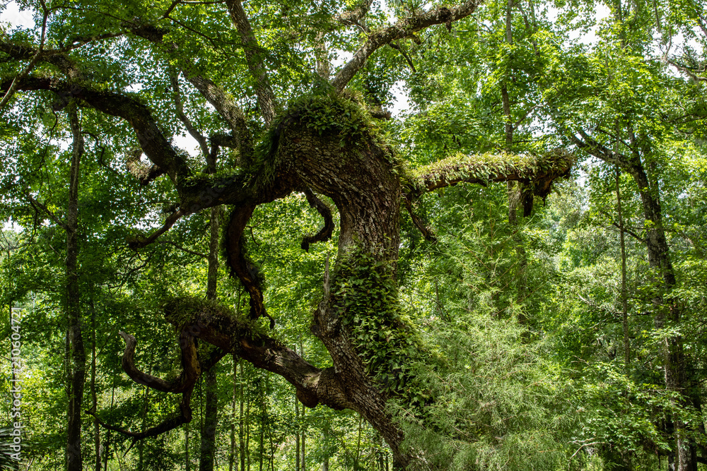 Fototapeta premium Withlacoochee State Forest