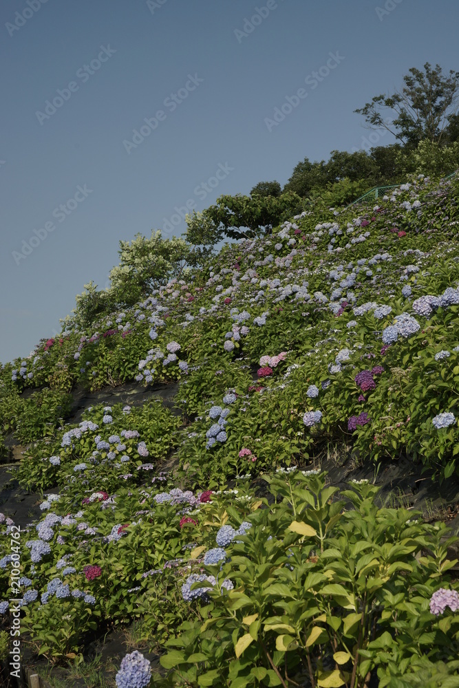 紫陽花満開