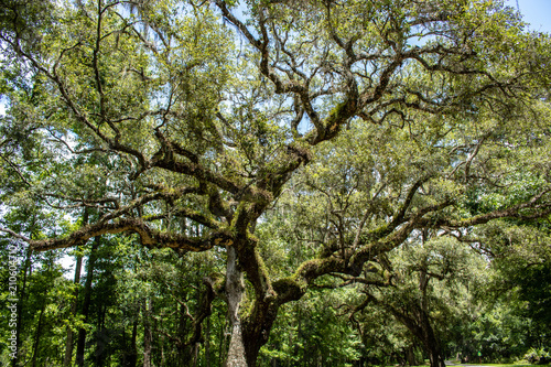 Withlacoochee State Forest © Suzanna