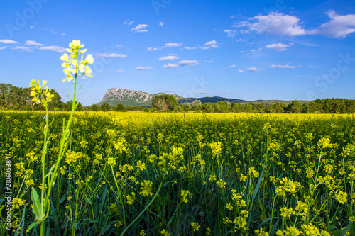 Pic Saint Loup et colza