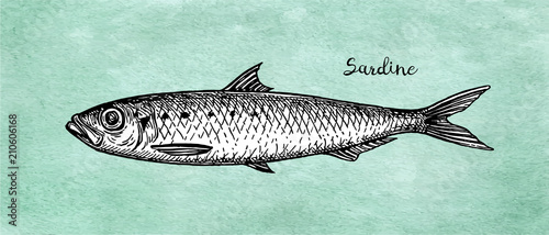 Ink sketch of pilchard.