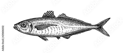 Ink sketch of horse mackerel.