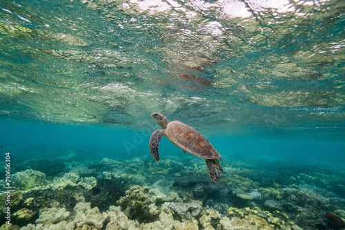 Sea Turtle in Philippines © jonathan