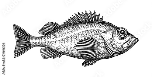 Ink sketch of rockfish. photo