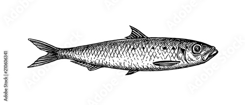 Ink sketch of sardine. photo