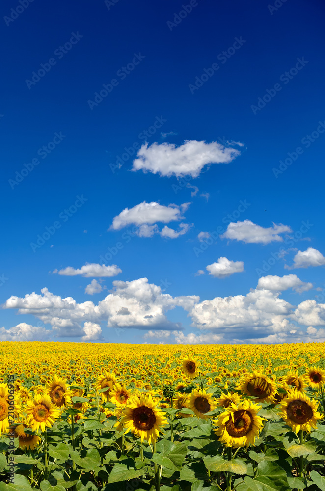 Naklejka premium Field of yellow sunflowers against the blue sky