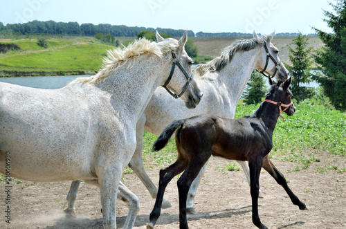 Fototapeta Naklejka Na Ścianę i Meble -  A herd of horses runs galloping across the meadow