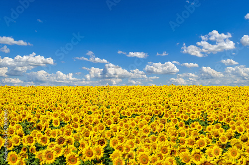 Fototapeta Naklejka Na Ścianę i Meble -  Field of yellow sunflowers against the blue sky