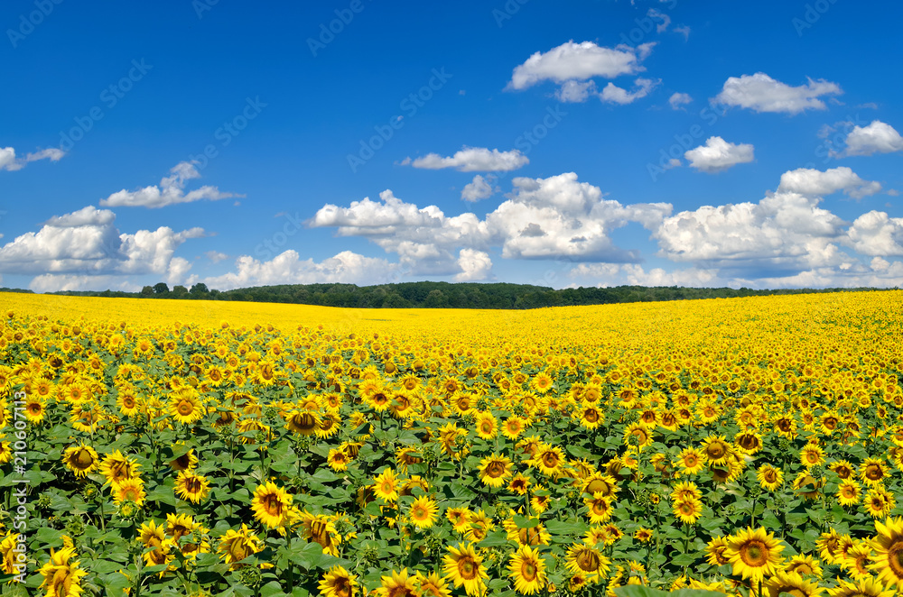 Field of yellow sunflowers against the blue sky