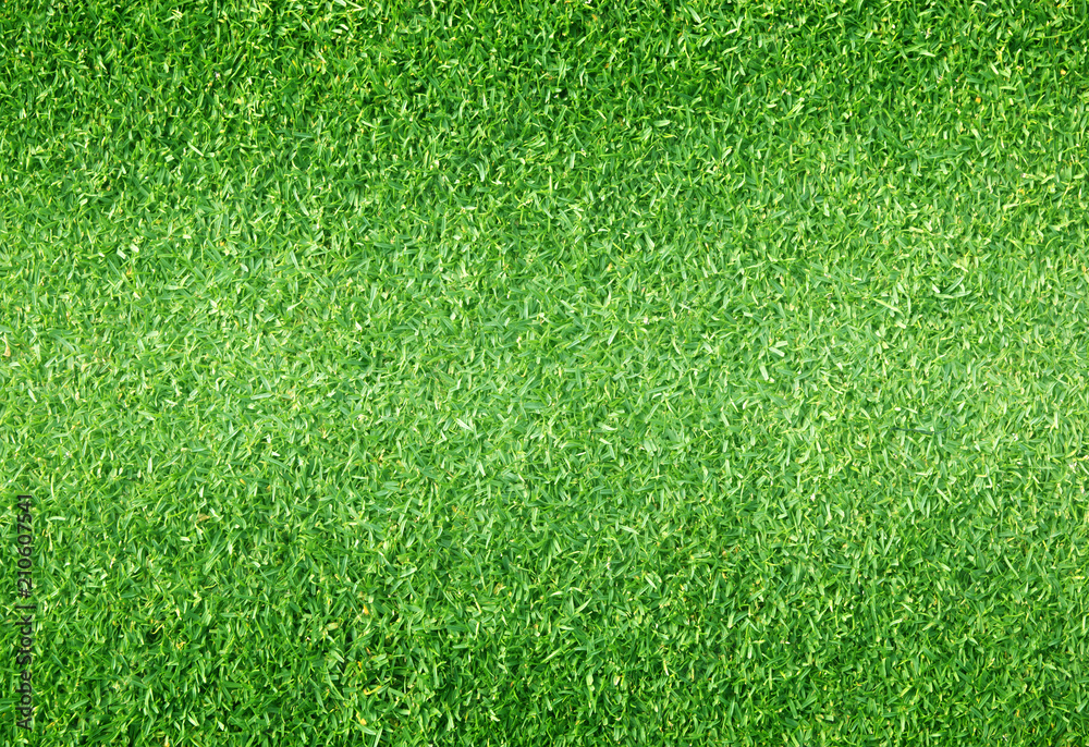 Obraz premium Natural background of green grass