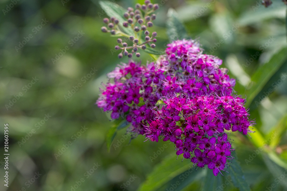 The flower of the red spiraea, the ornamental shrub used in landscape design, is well suited for decorating haircut The flower of the red spiraea, the ornamental shrub used in landscape design, is well suited for decorating haircut