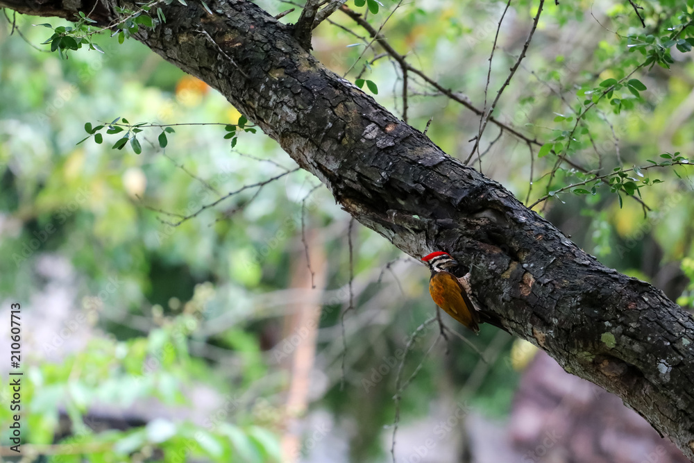 Common goldenback birds on the tree in the rain forest Common goldenback birds on the tree in the rain forest