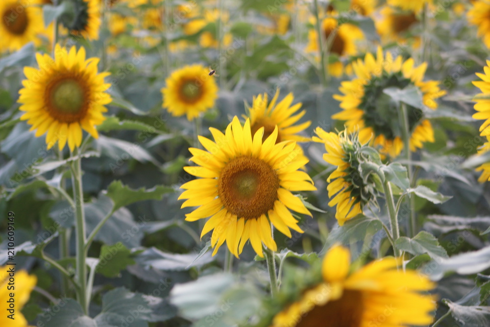 sunflower field