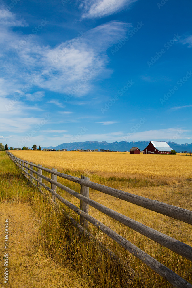 Wheat field with a farmhouse