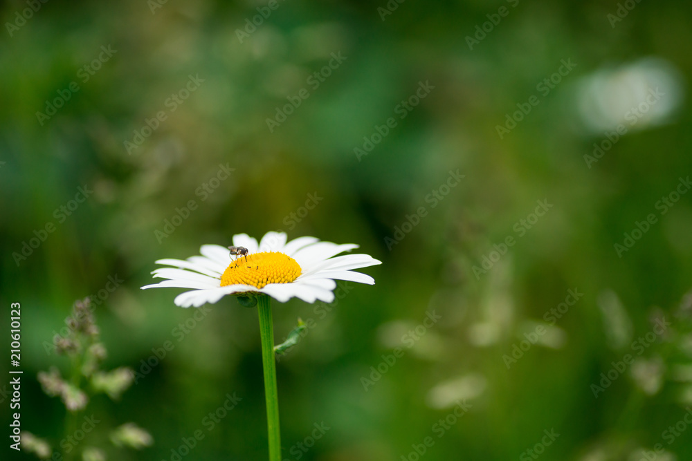 Chamomile flowers on a meadow in summer Chamomile flowers on a meadow in summer
