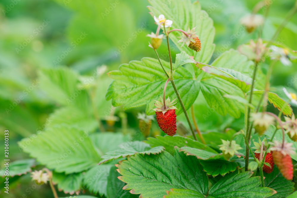 fresh juicy organic red strawberry fresh juicy organic red strawberry