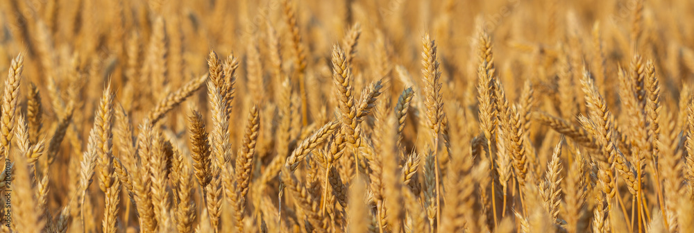 Golden wheat field and sunny day
