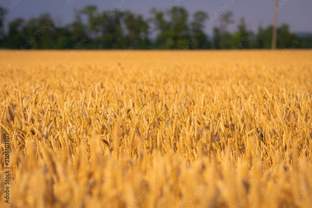 Golden wheat field and sunny day Golden wheat field and sunny day