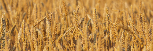 Obraz na płótnie Golden wheat field and sunny day w salonie