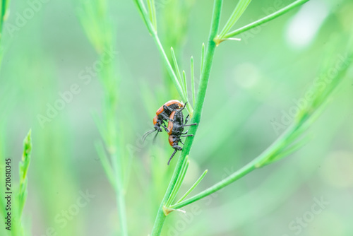 Funny picture of a love making ladybugs couple. Valentine background. photo