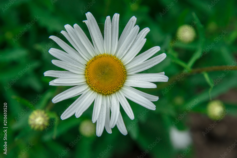 Fototapeta premium Chamomile flowers on a meadow in summer