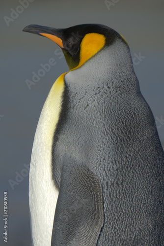 King Penguin, South Georgia Island, Antarctic photo