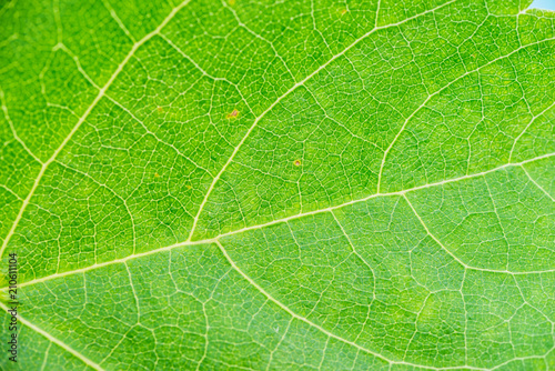 green leaf background close up horizontal tramsparent texture