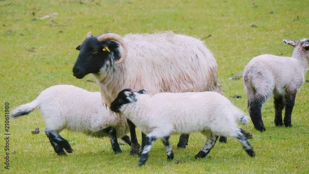 Sheeps and lambs in Ireland - typical for the country Sheeps and lambs in Ireland - typical for the country