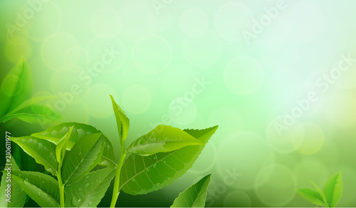 nature leaves green tea on spring  background.