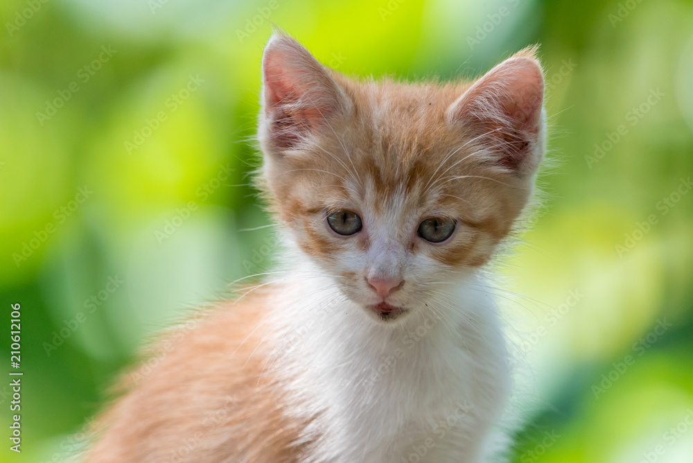 Cute ginger kitten close-up in a garden Cute ginger kitten close-up in a garden