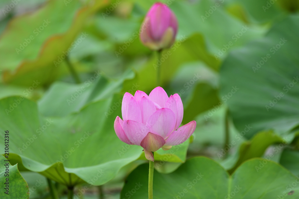Blooming lotus flowers in the park Blooming lotus flowers in the park