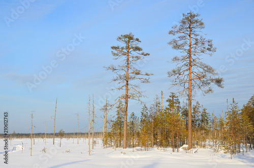 Russian winter landscape. Arkhangelsk region, coniferous forest in Markomusy in sunny winter day photo