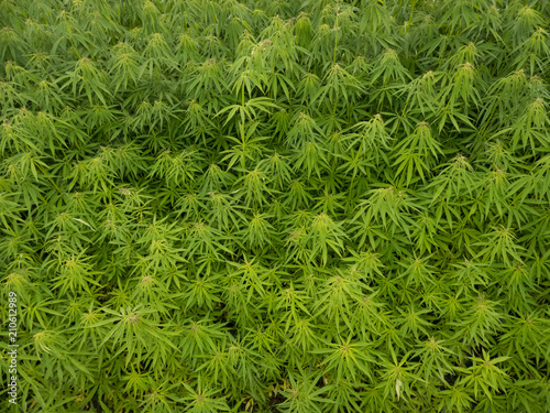 green canabis on marihuana field farm