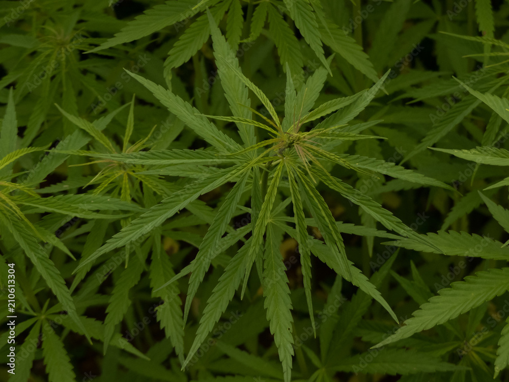 green canabis on marihuana field farm green canabis on marihuana field farm