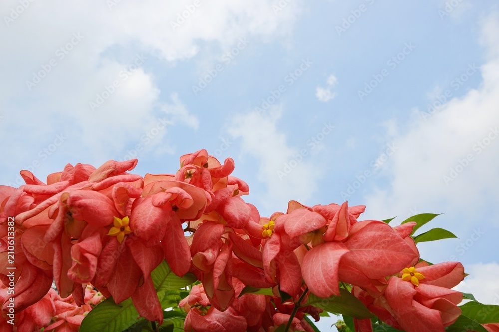 Red flowers on blurred branch and leaves background, Pink Dona Queen Sirikit Flower on blue sky background in the garden. mussaenda philippica flower. nature wallpaper concept. Empty. Red flowers on blurred branch and leaves background, Pink Dona Queen Sirikit Flower on blue sky background in the garden. mussaenda philippica flower. nature wallpaper concept. Empty.